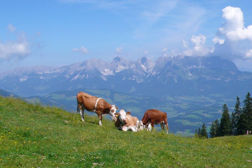 Haus Schoenblick Kirchberg in Tirol Dış mekan fotoğraf